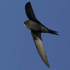 Common Swift