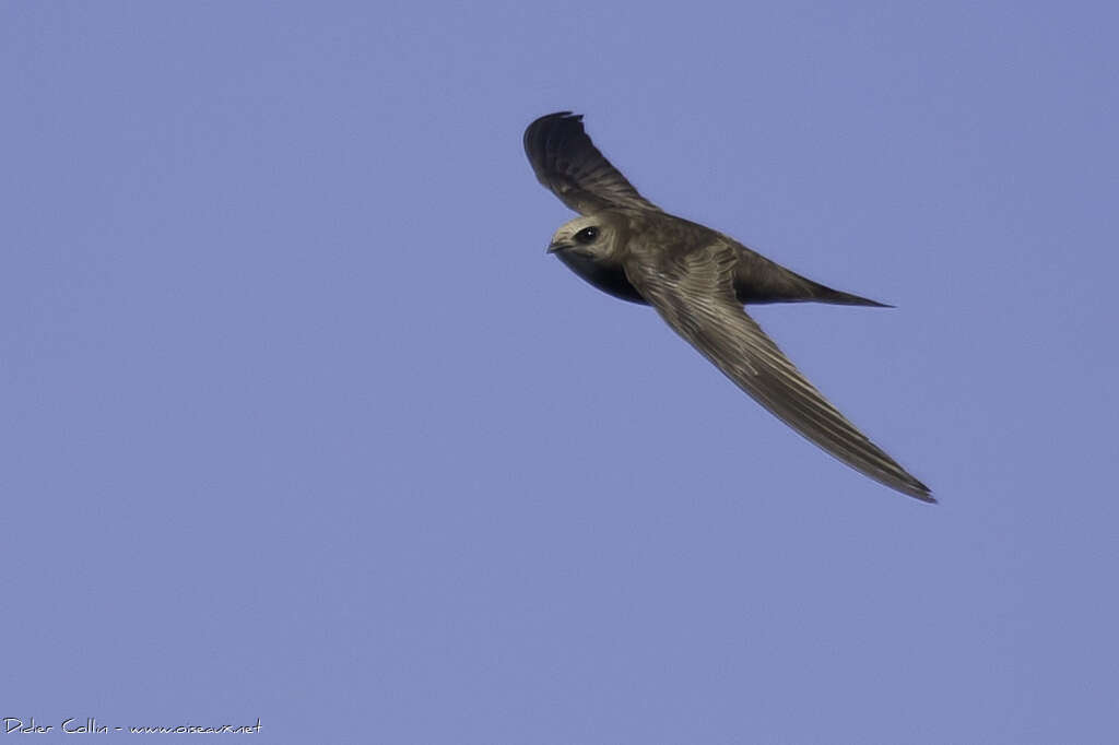 Pallid Swiftadult, pigmentation, Flight