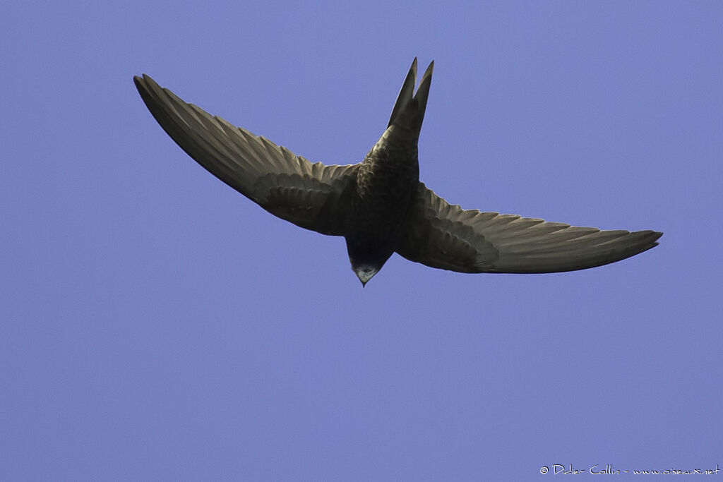 Pallid Swiftadult, Flight