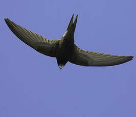 Pallid Swift