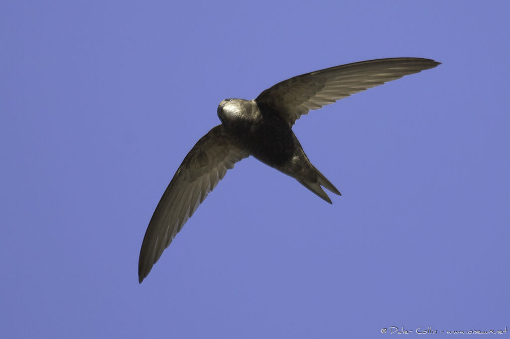 Pallid Swiftadult breeding, identification