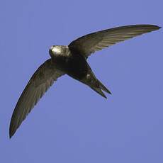 Pallid Swift