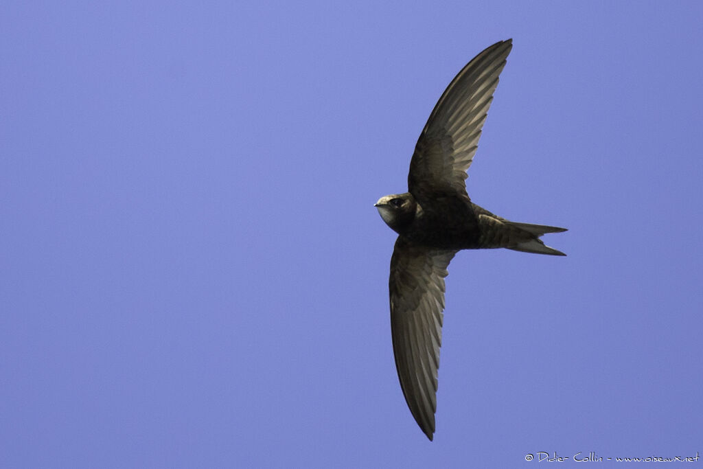 Pallid Swiftadult, Flight