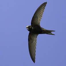 Pallid Swift