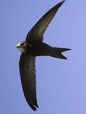 Pallid Swift