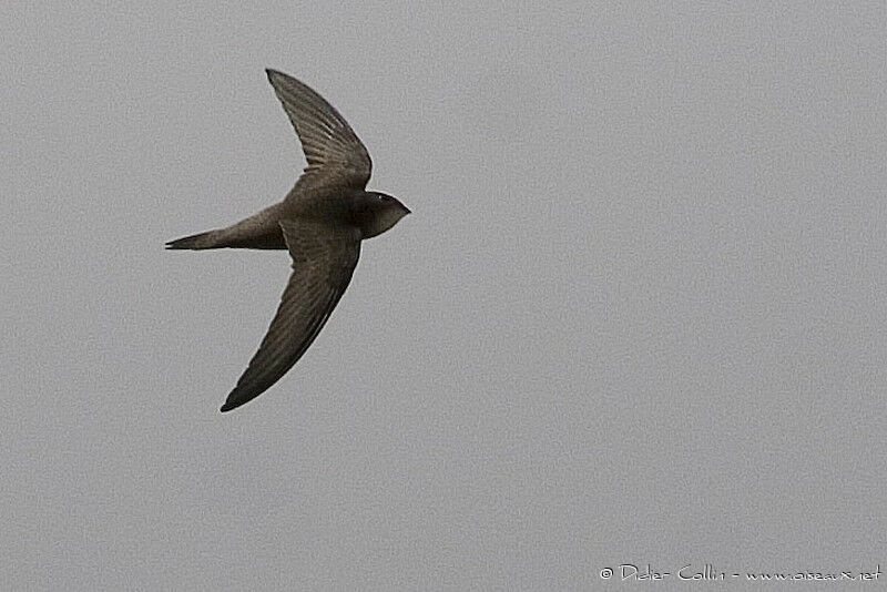 Plain Swift, identification