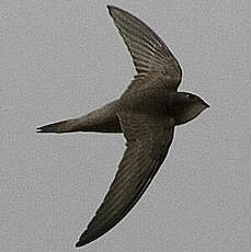 Plain Swift