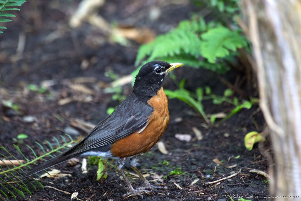 American Robinadult, identification