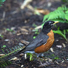 American Robin