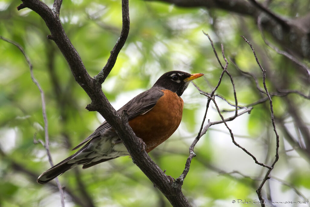 American Robinadult, identification