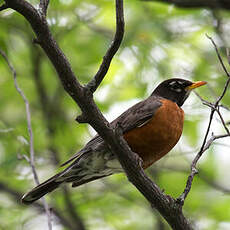 American Robin