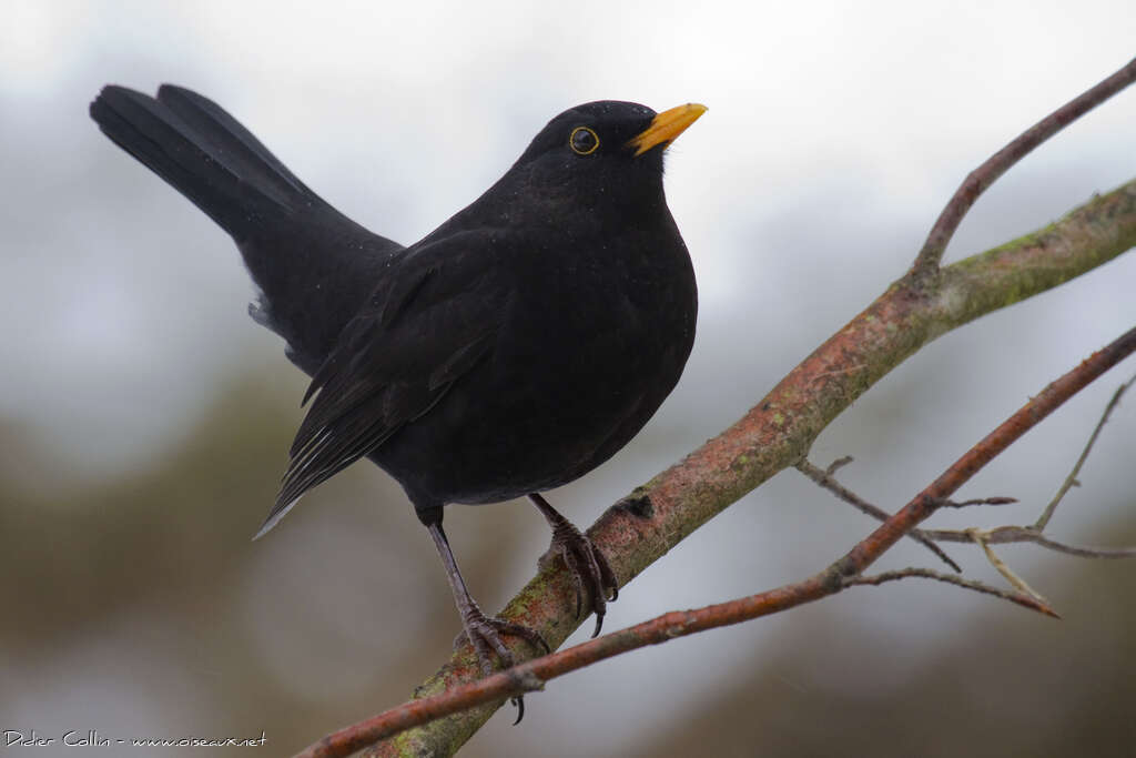 Common Blackbird male adult, identification