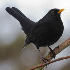 Common Blackbird