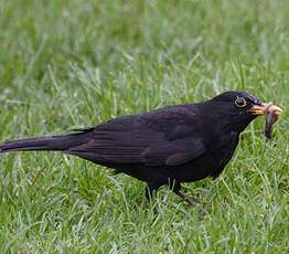 Common Blackbird