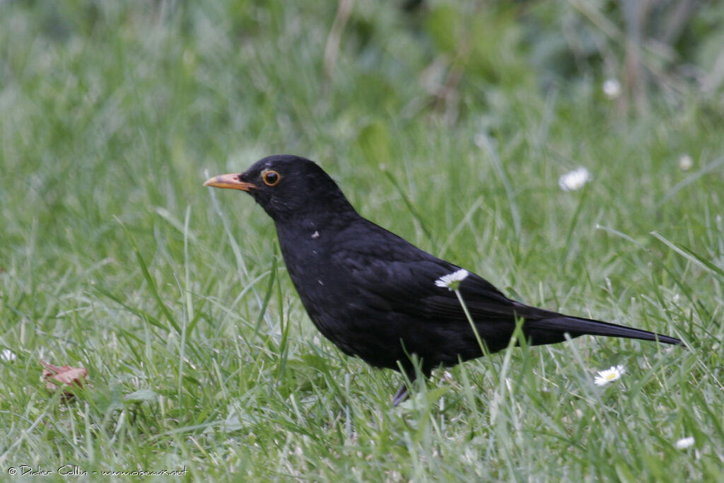 Merle noir, identification