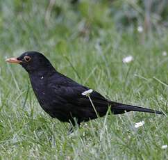 Common Blackbird