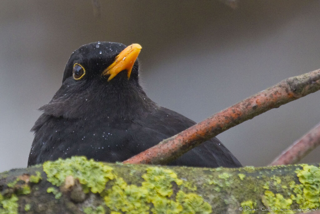 Common Blackbird male adult