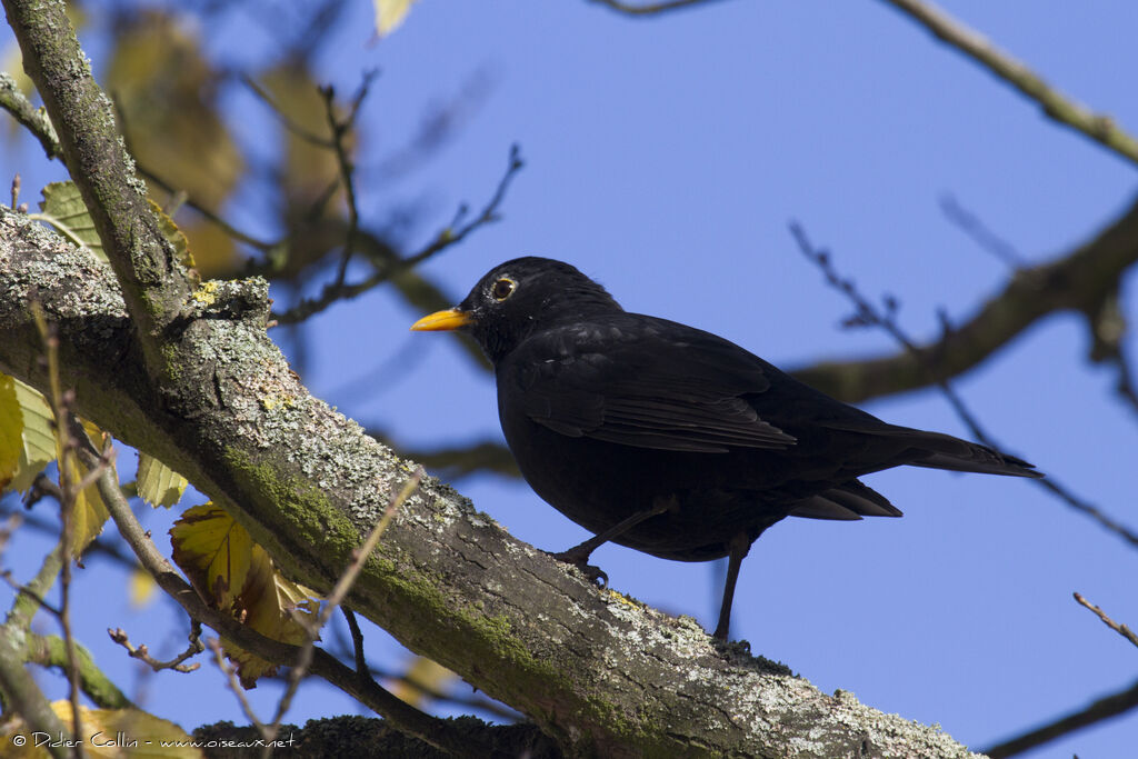 Merle noir mâle adulte, identification