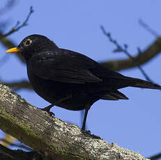 Common Blackbird