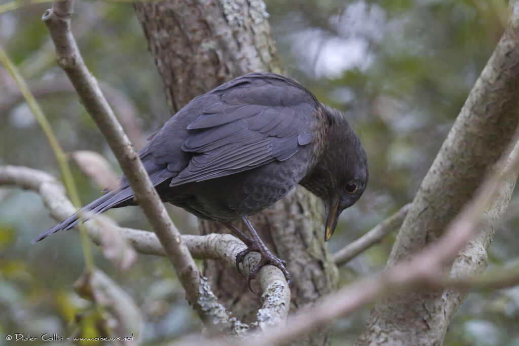 Common Blackbird female adult