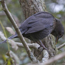 Common Blackbird