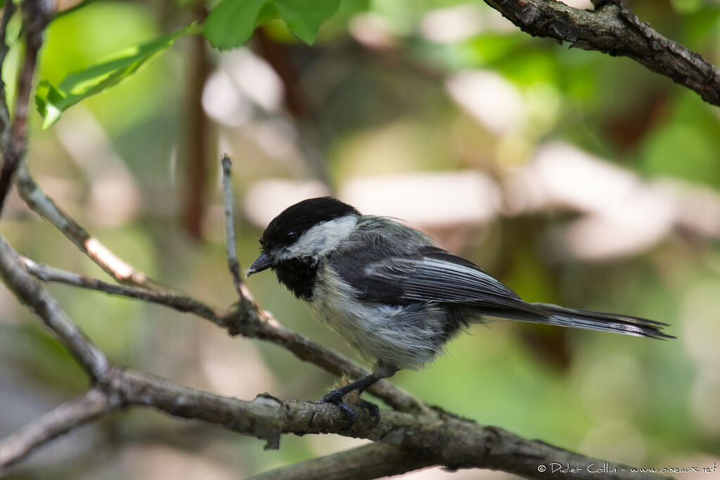 Mésange à tête noireadulte, identification