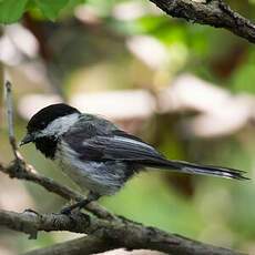 Mésange à tête noire