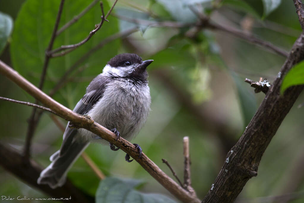 Mésange à tête noirejuvénile, identification