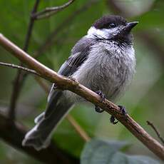 Mésange à tête noire