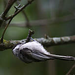 Mésange à tête noire