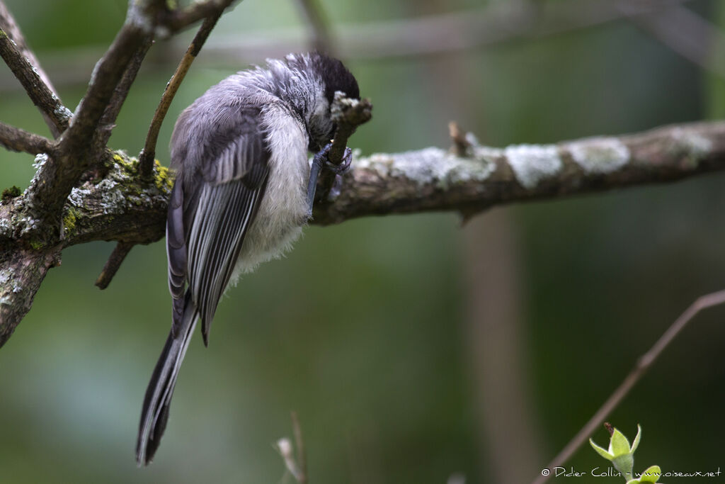 Mésange à tête noireadulte, Comportement