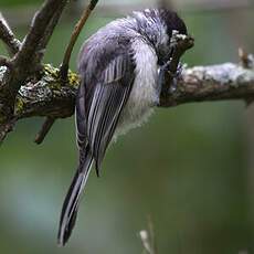 Mésange à tête noire