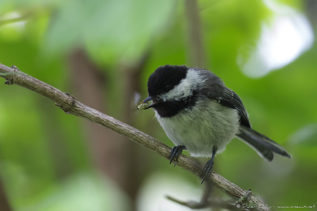 Mésange à tête noireadulte, régime