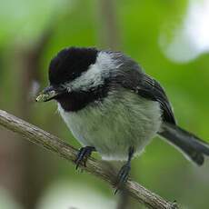 Mésange à tête noire