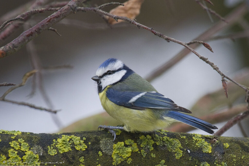 Eurasian Blue Titadult, identification