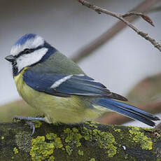 Mésange bleue