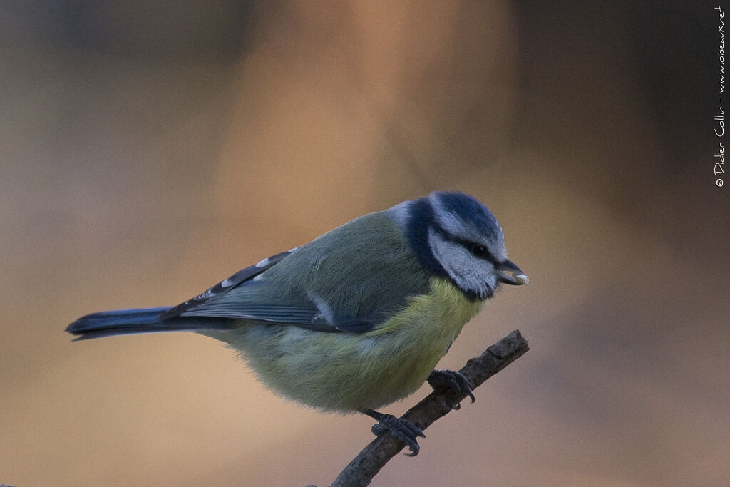 Mésange bleue femelle adulte, identification