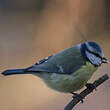 Mésange bleue