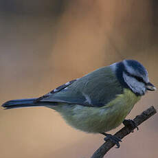 Mésange bleue