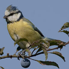 Eurasian Blue Tit