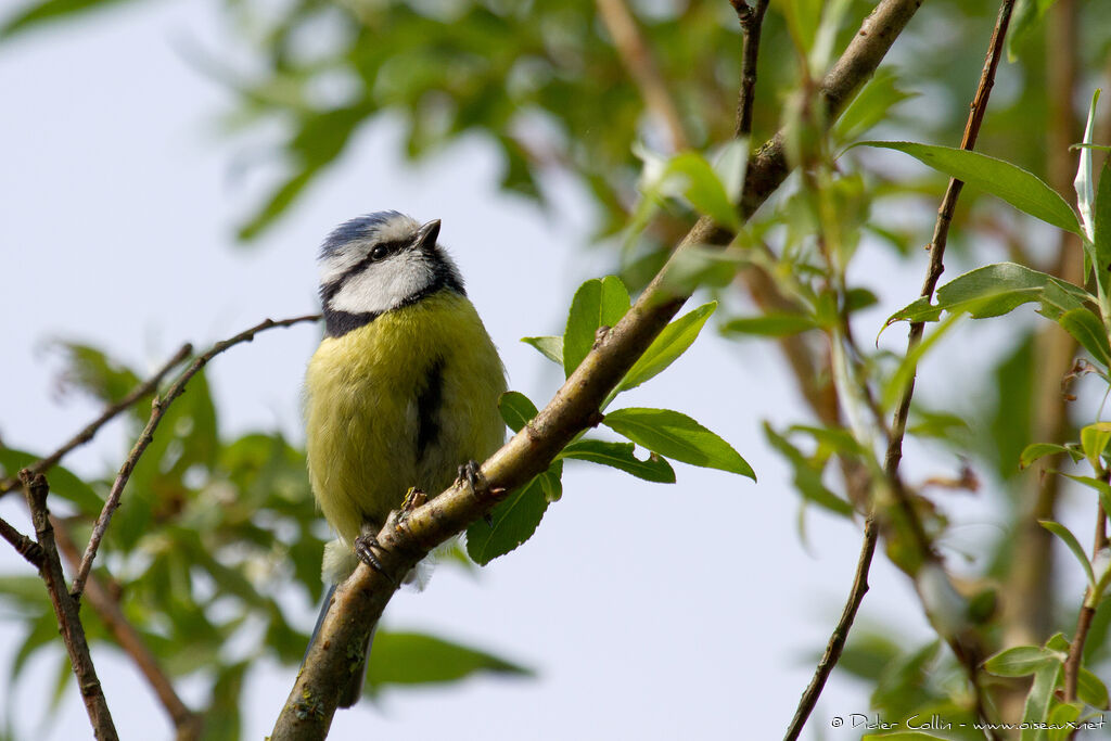 Mésange bleueadulte, identification