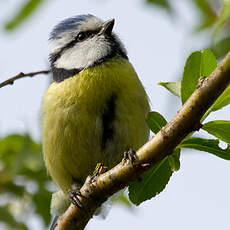 Eurasian Blue Tit