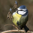 Mésange bleue