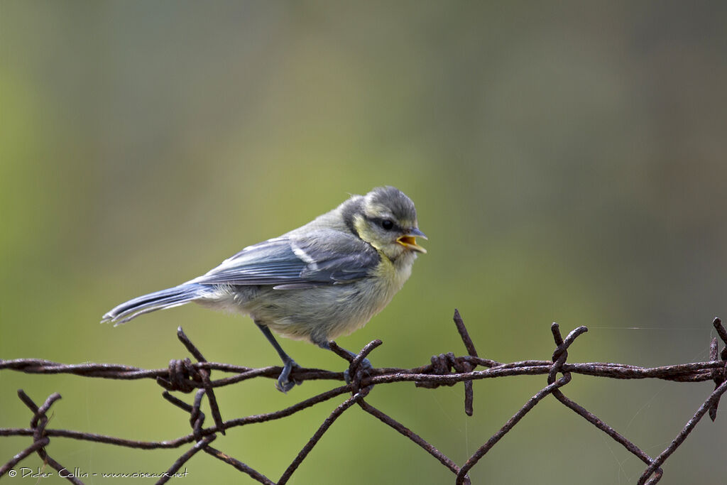 Mésange bleuejuvénile, chant