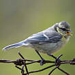 Mésange bleue