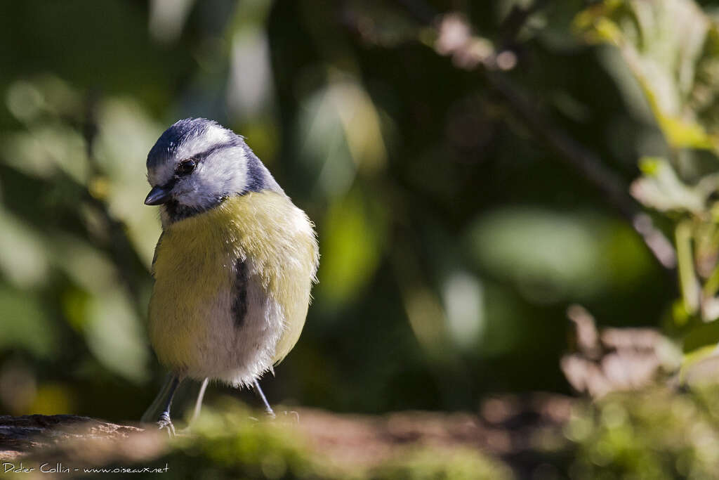 Eurasian Blue Titadult post breeding, identification