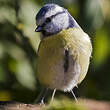 Mésange bleue