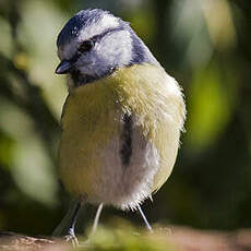 Eurasian Blue Tit