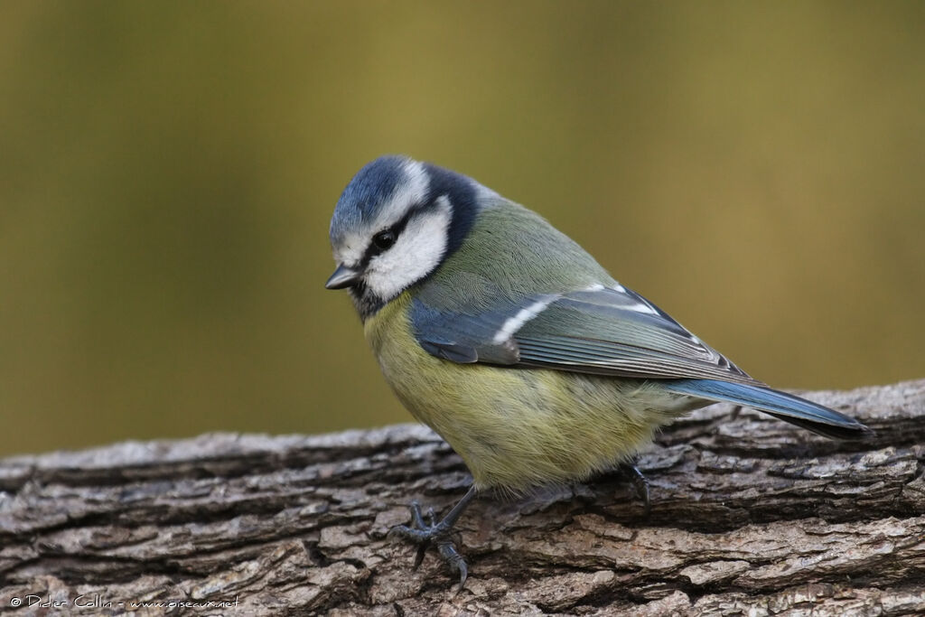 Mésange bleueadulte