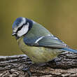 Mésange bleue